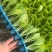 白菜苗黄心白菜苗现货现发大量供应品质保证
