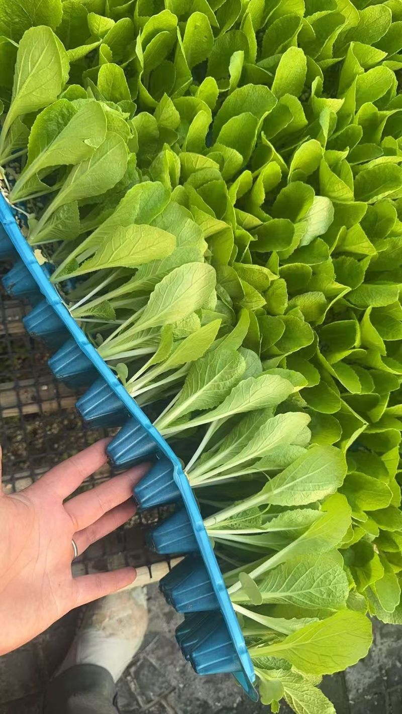 白菜苗黄心白菜苗现货现发大量供应品质保证