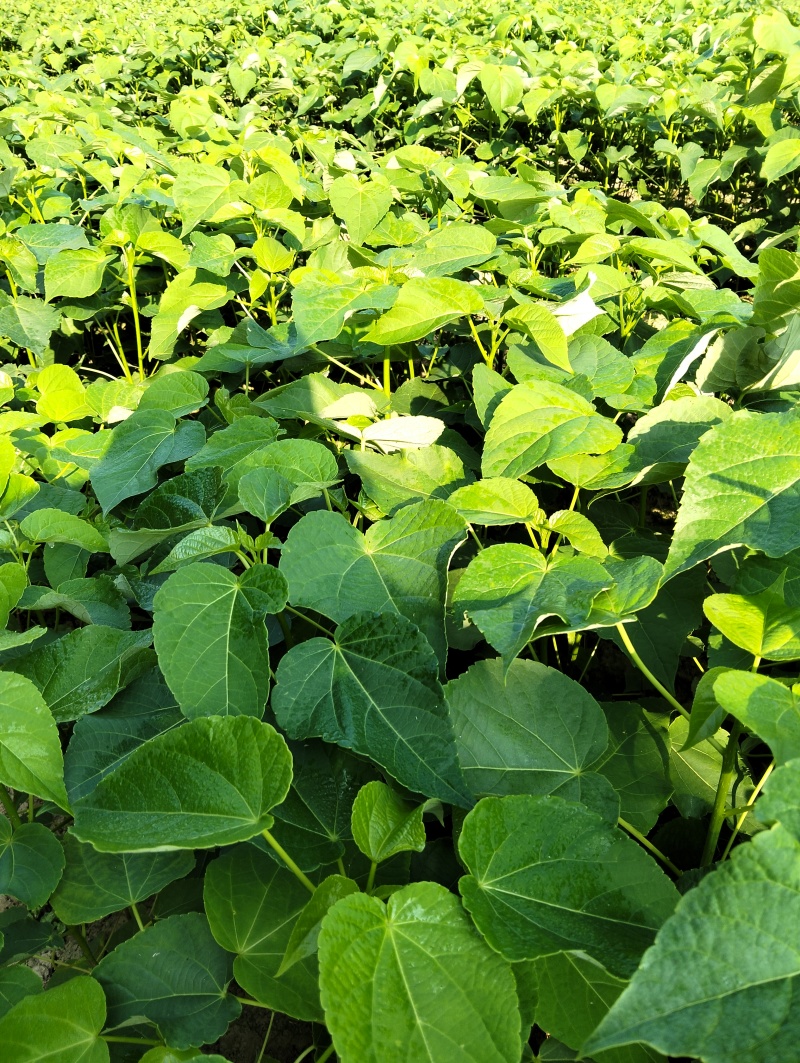 山桐子苗山桐子树苗