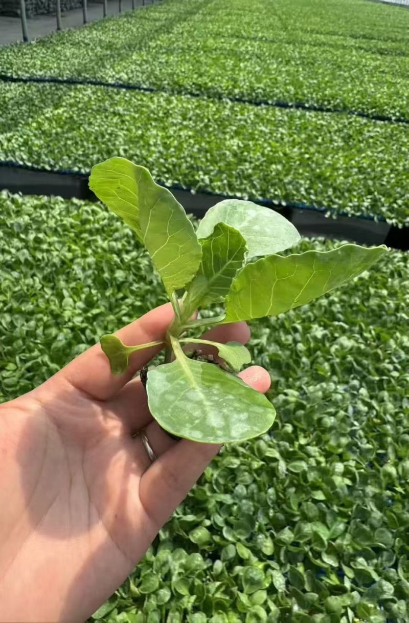 西兰花苗大量供应品质保证现货现发大量供应