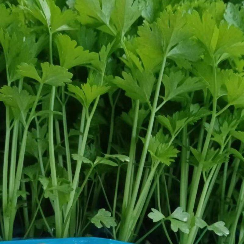 芹菜苗