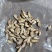 黄芪残片红心大片大量出