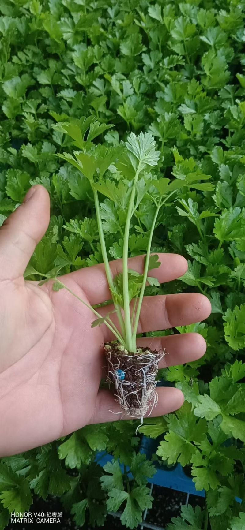 芹菜苗