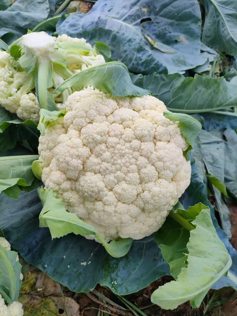 花菜苗