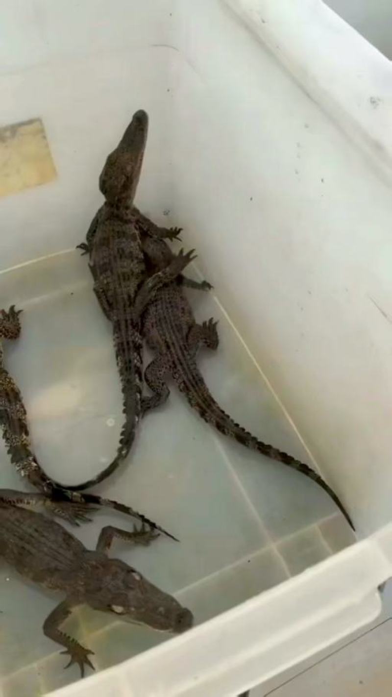 宠物鳄鱼，鳄鱼苗，暹罗鳄苗子