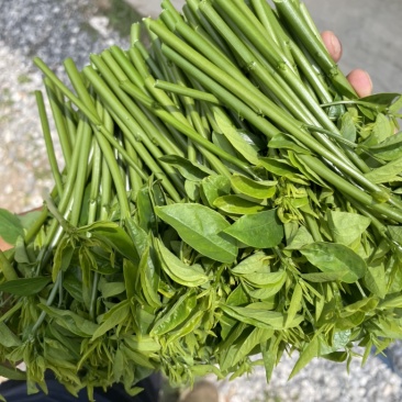 树仔菜，海南野菜，种苗出售