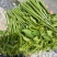树仔菜，海南野菜，种苗出售