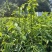 树仔菜，海南野菜，种苗出售