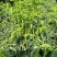 树仔菜，海南野菜，种苗出售