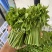 树仔菜，海南野菜，种苗出售