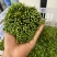 树仔菜，海南野菜，种苗出售