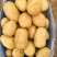 陕北土豆黄心土豆货源充足质量保证诚信经营欢迎咨询