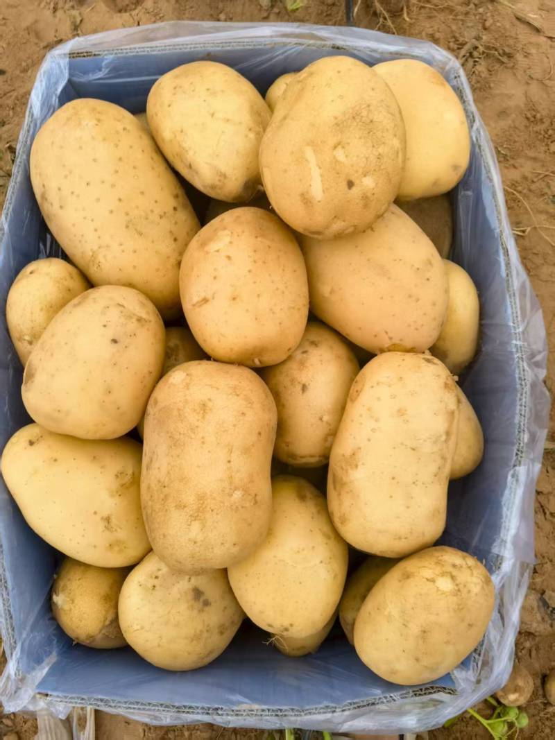陕北土豆黄心土豆货源充足质量保证诚信经营欢迎咨询