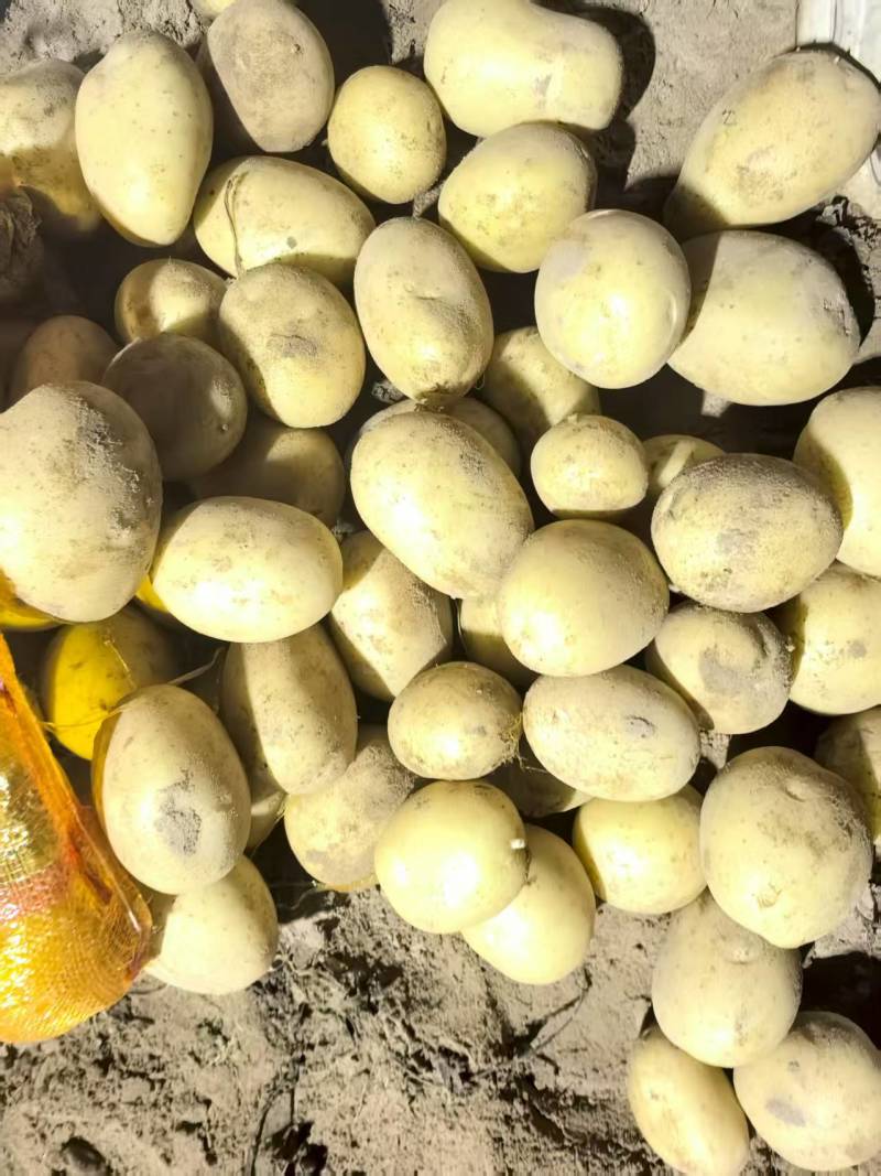 陕北土豆黄心土豆货源充足质量保证诚信经营欢迎咨询