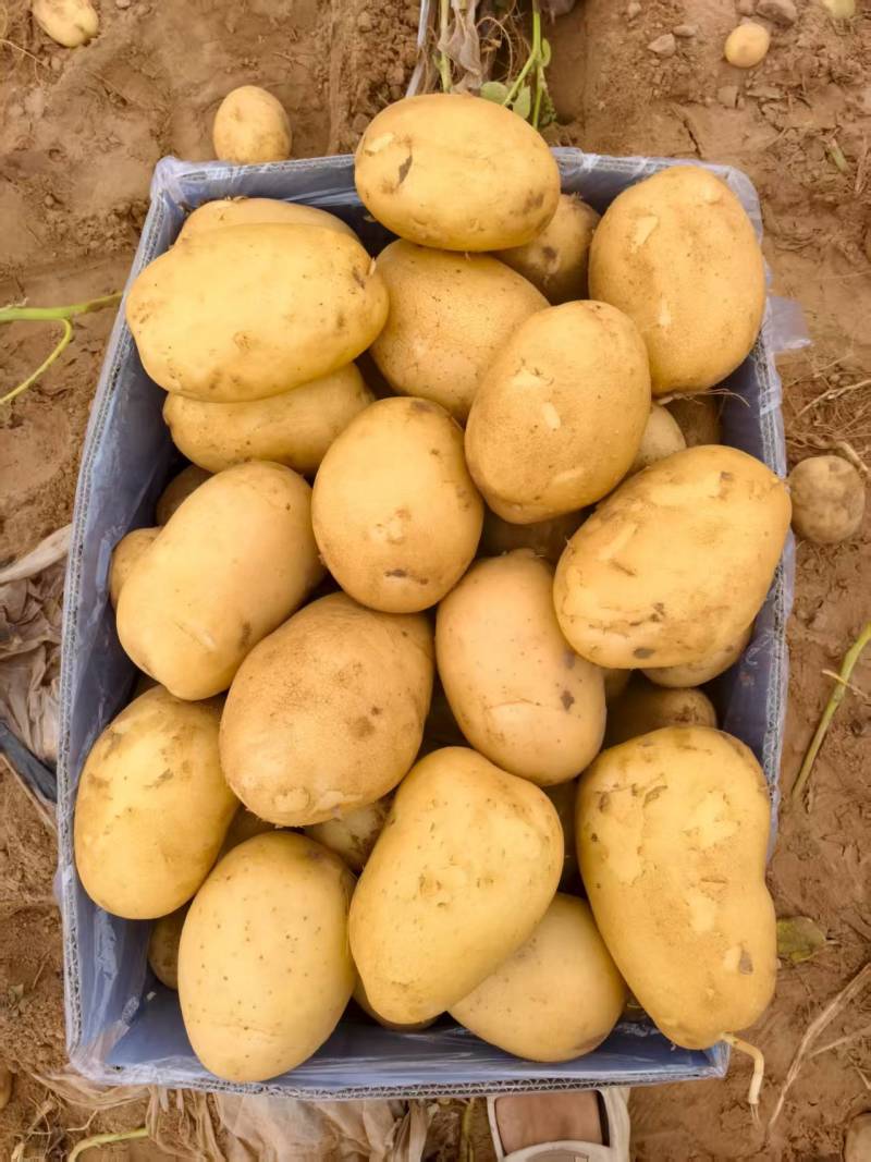陕北土豆黄心土豆货源充足质量保证诚信经营欢迎咨询