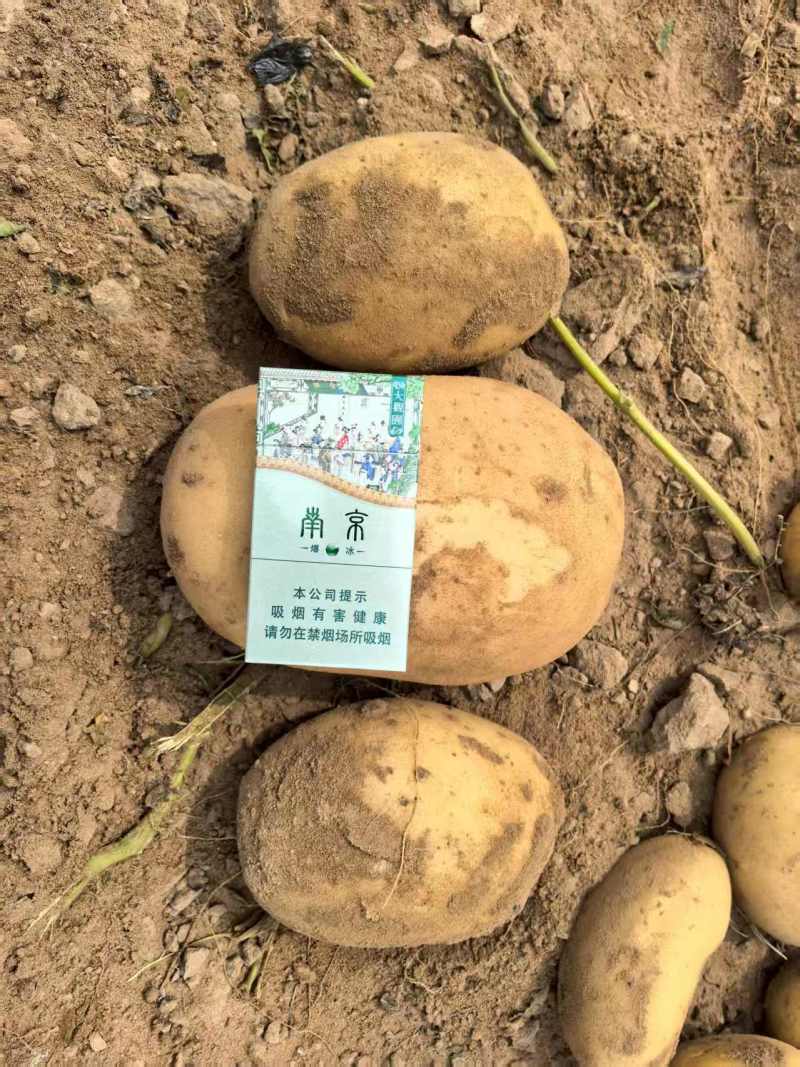 陕北土豆黄心土豆货源充足质量保证诚信经营欢迎咨询