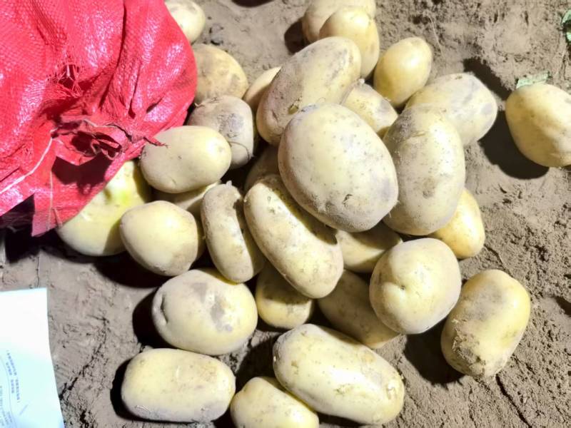 陕北土豆黄心土豆货源充足质量保证诚信经营欢迎咨询