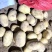 陕北土豆黄心土豆货源充足质量保证诚信经营欢迎咨询