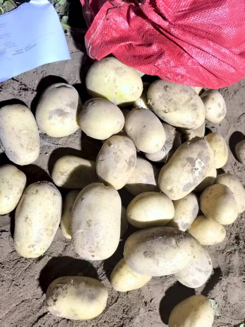 陕北土豆黄心土豆货源充足质量保证诚信经营欢迎咨询