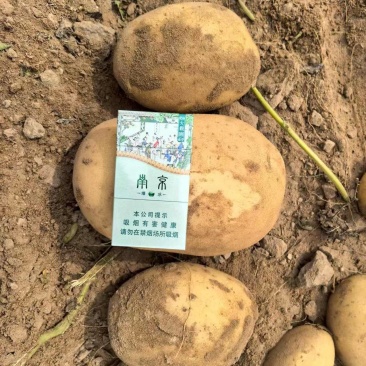 陕北土豆黄心土豆货源充足质量保证诚信经营欢迎咨询