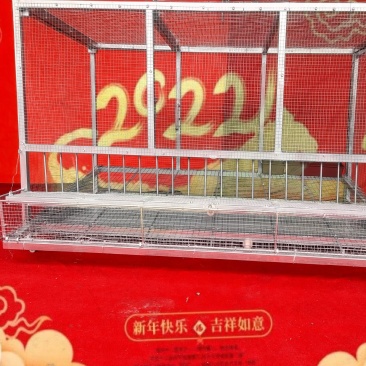 兔笼子