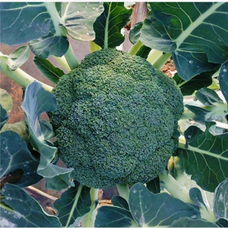西兰花炎秀西兰花苗耐寒优秀西兰花苗苗场直发