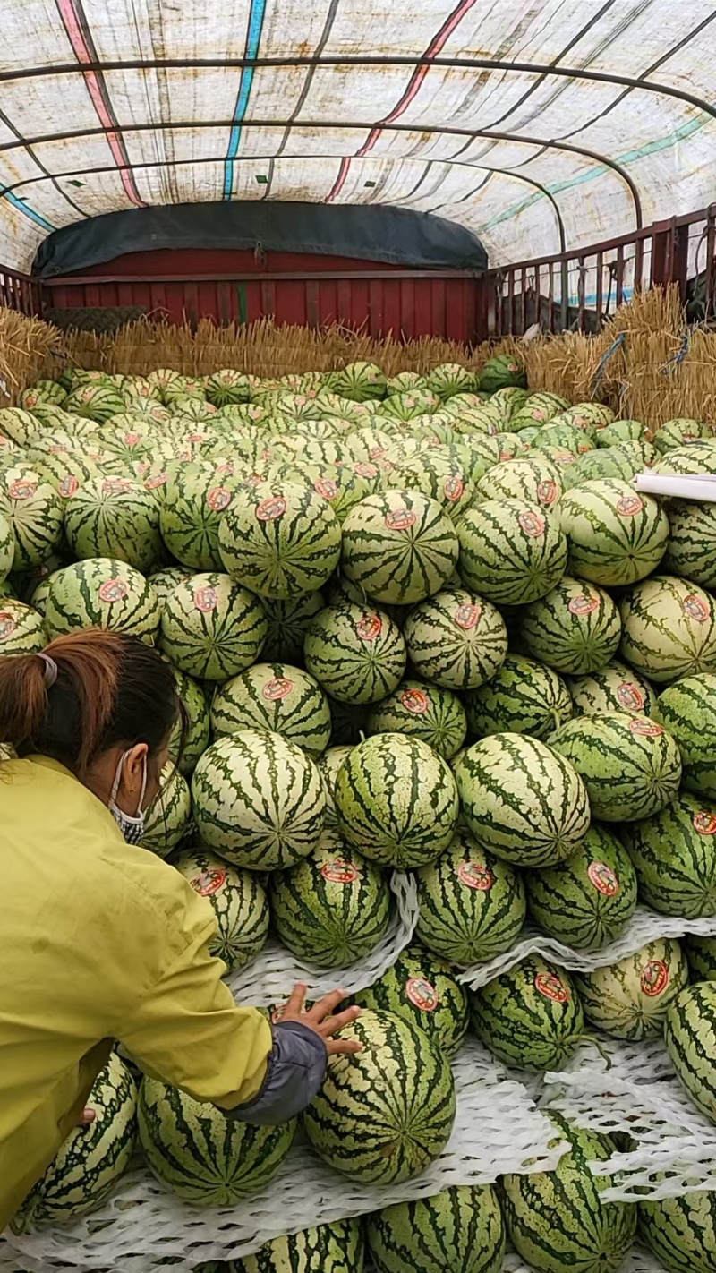 宁夏石头瓜