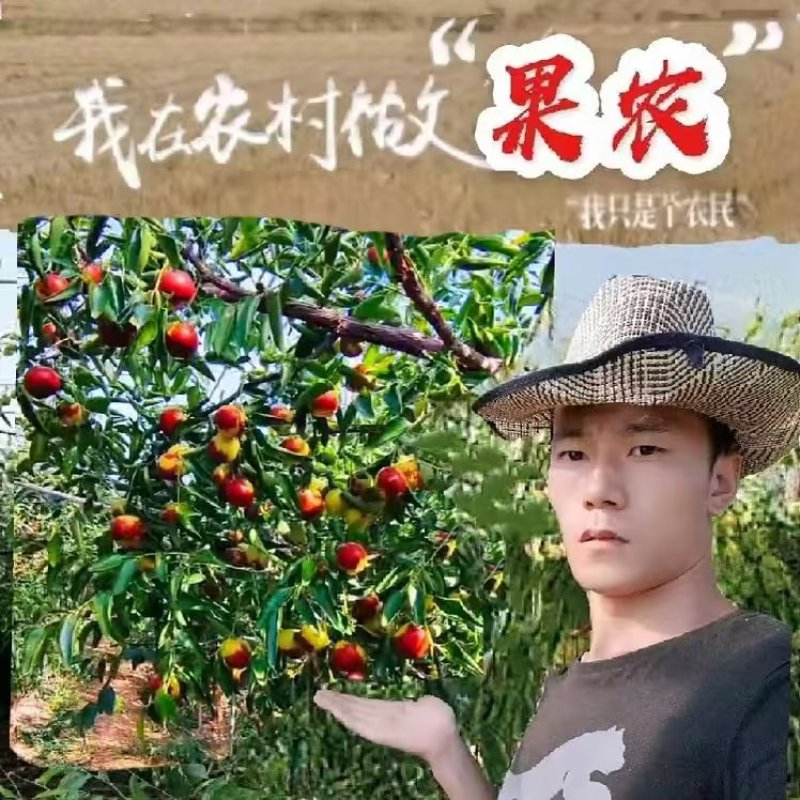 渤海畔沾化冬枣产地直销诚信和品质共存精品优质高档水果