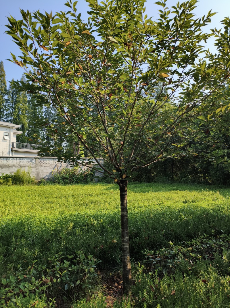 樱花树(早樱晚樱)，胸径9-15公分各种规格，基地直销