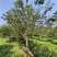 樱花树(早樱晚樱)，胸径9-15公分各种规格，基地直销