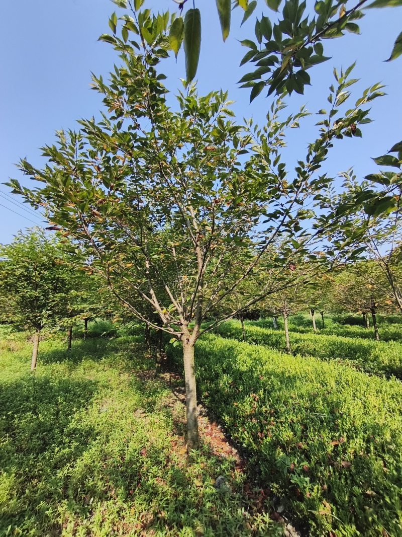 樱花树(早樱晚樱)，胸径9-15公分各种规格，基地直销