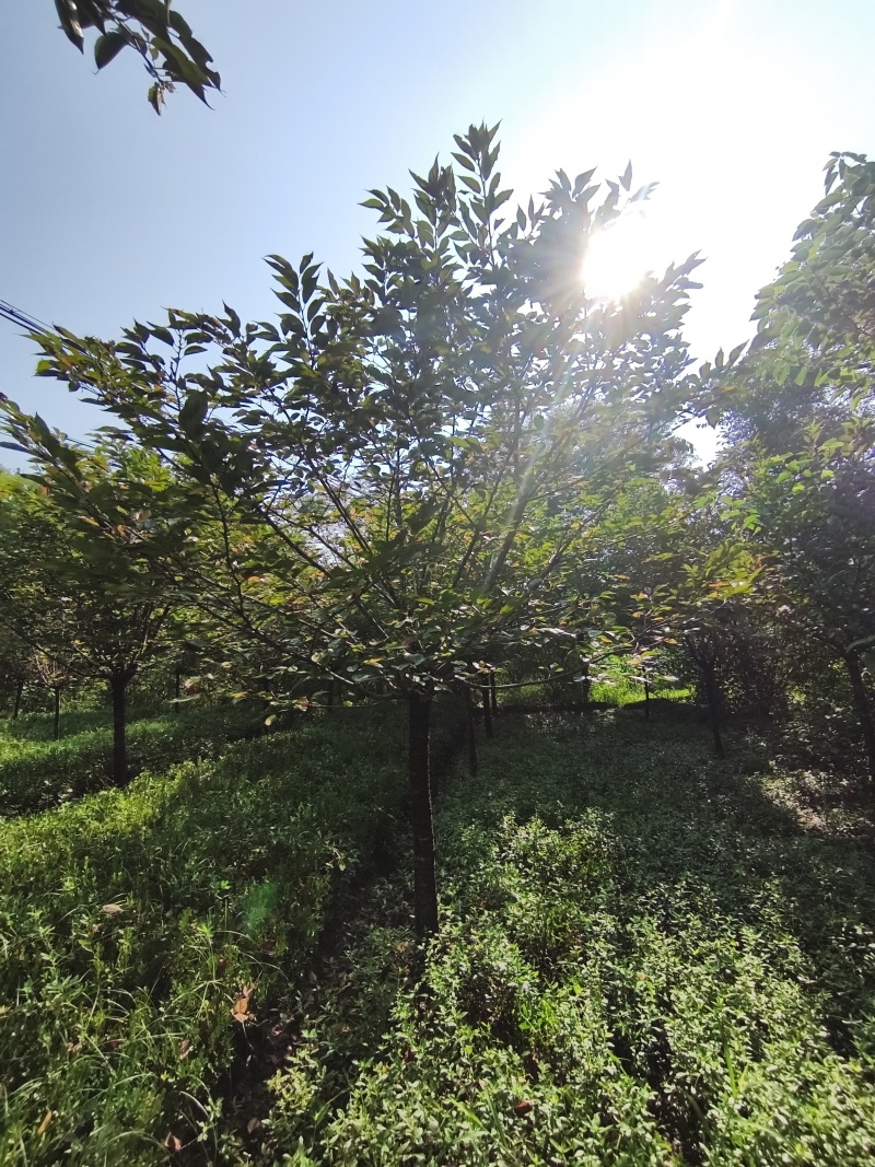 樱花树(早樱晚樱)，胸径9-15公分各种规格，基地直销
