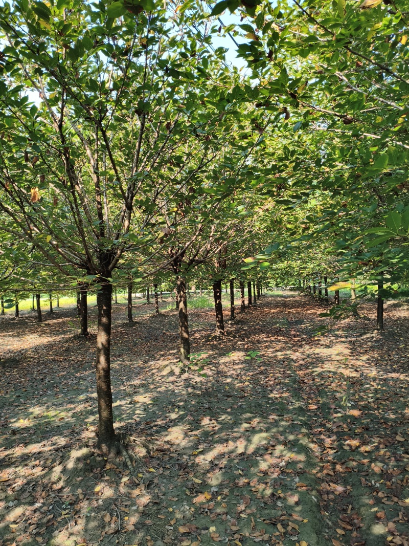 樱花树(早樱晚樱)，胸径9-15公分各种规格，基地直销