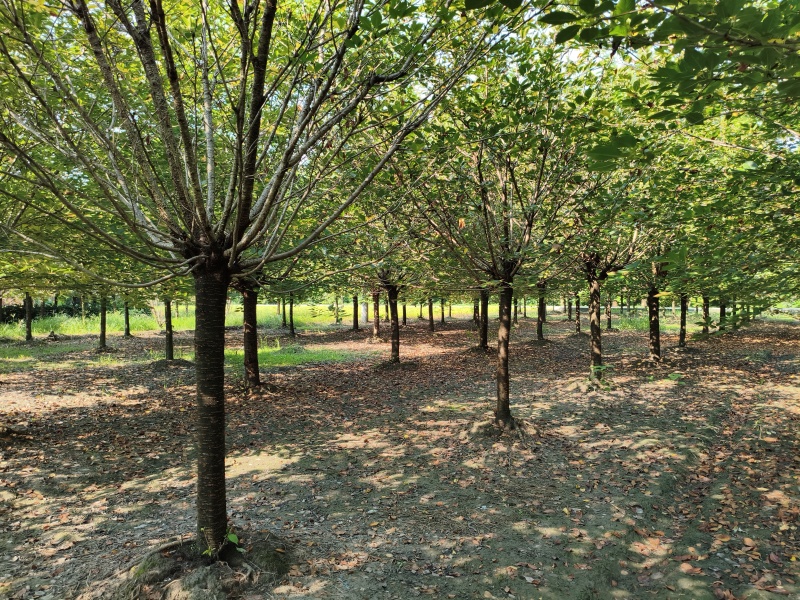 樱花树(早樱晚樱)，胸径9-15公分各种规格，基地直销