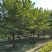 樱花树(早樱晚樱)，胸径9-15公分各种规格，基地直销