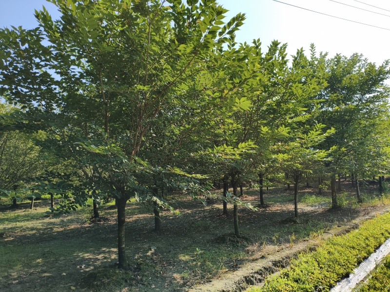 樱花树(早樱晚樱)，胸径9-15公分各种规格，基地直销