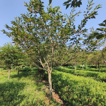 樱花树(早樱晚樱)，胸径9-15公分各种规格，基地直销