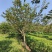樱花树(早樱晚樱)，胸径9-15公分各种规格，基地直销