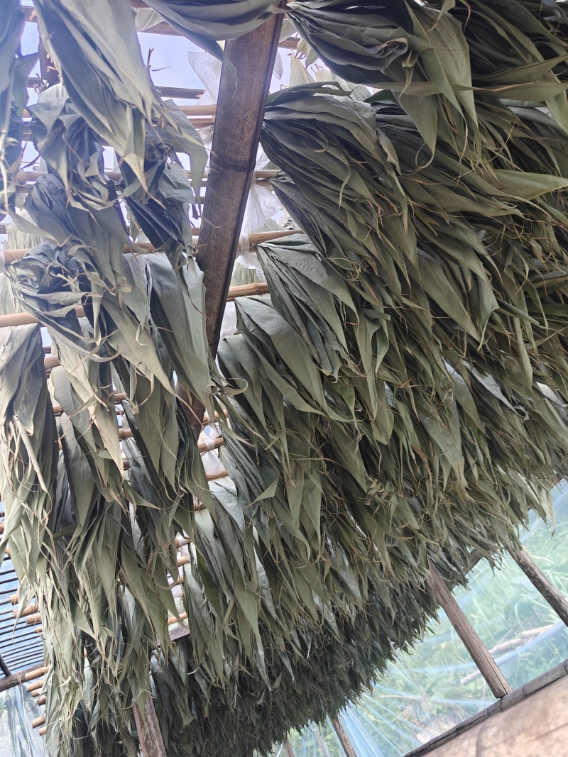 粽叶，晒叶，高山野生粽叶