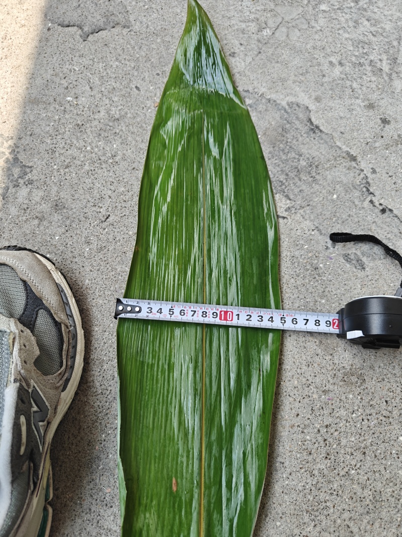 粽叶，晒叶，高山野生粽叶