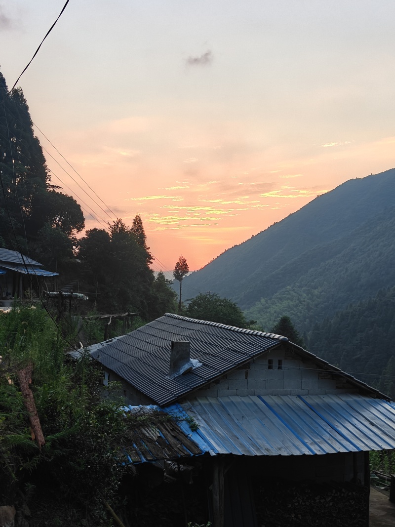 粽叶，晒叶，高山野生粽叶