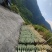 粽叶，晒叶，高山野生粽叶