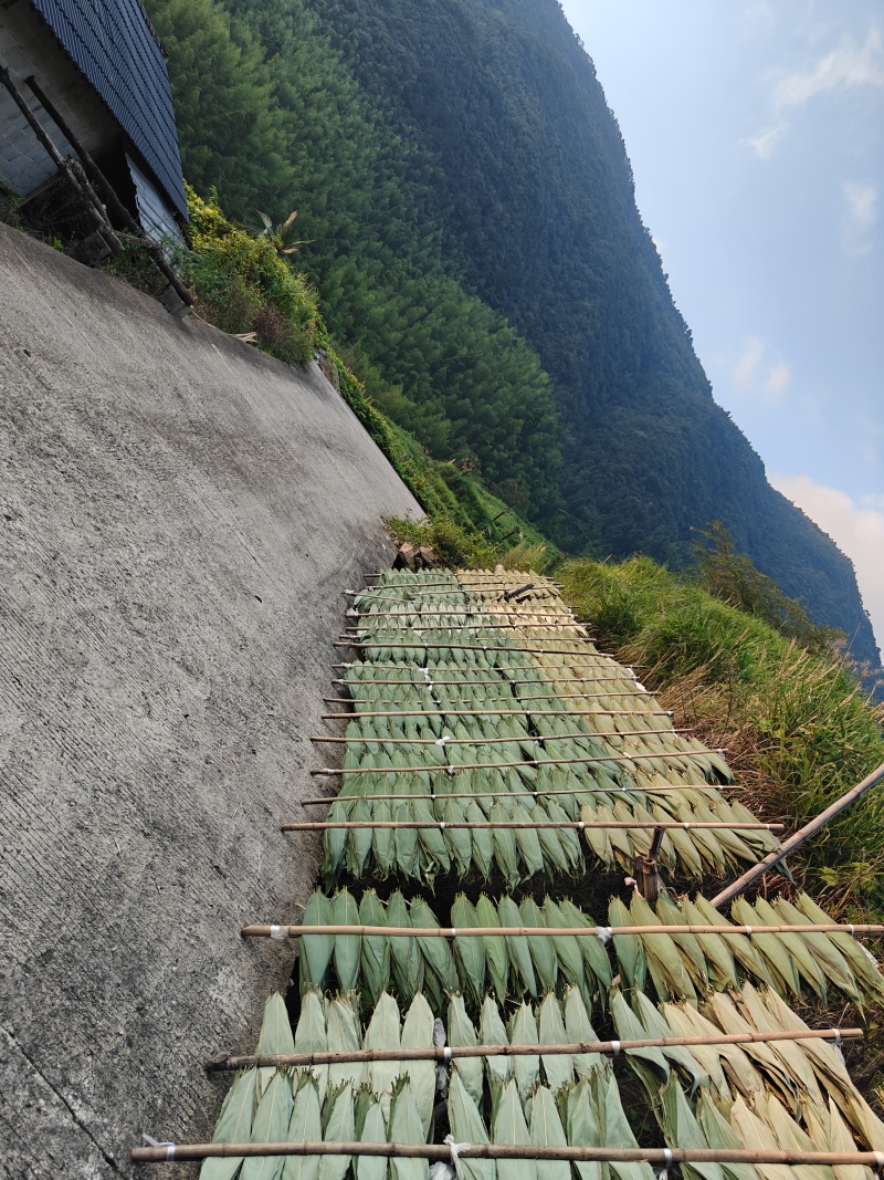 粽叶，晒叶，高山野生粽叶