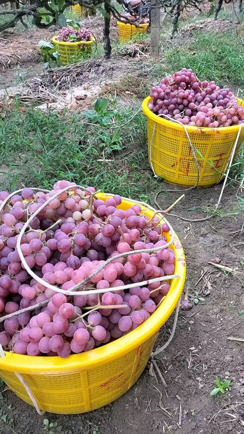 桂林红提