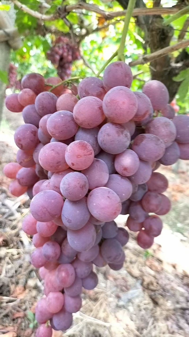 桂林红提