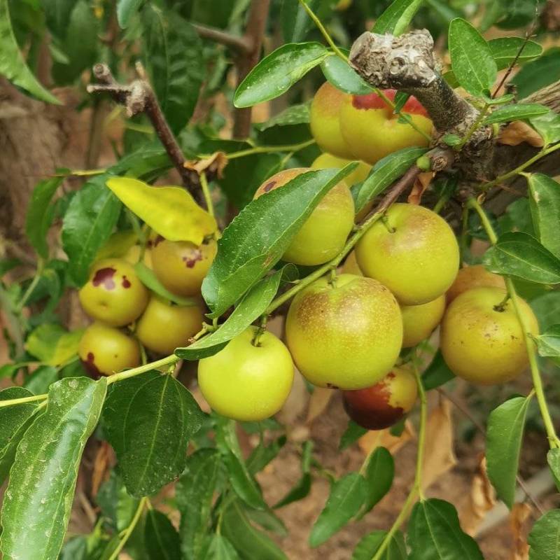 大荔冬枣双膜