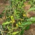 大荔冬枣双膜