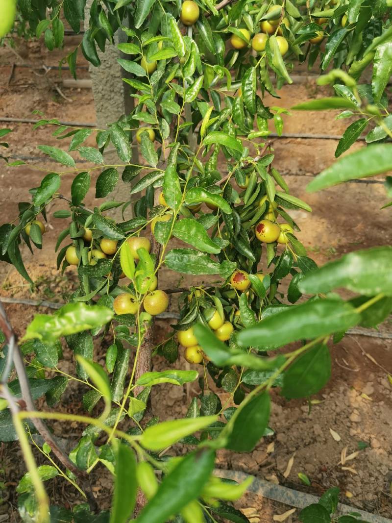 大荔冬枣双膜