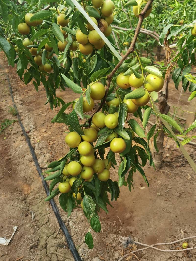 大荔冬枣双膜