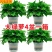 绿萝盆栽大叶花卉吊篮植物盆栽除甲醛净化空气绿植盆栽基地直